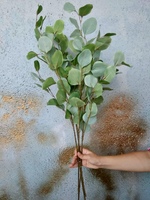 ЭВКАЛИПТ POPULUS